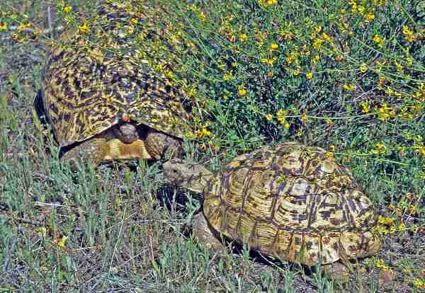 Fig. 1. Male and female leopard tortoises. Photos by E. Pirog.