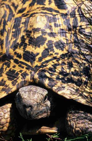 Fig. 10. Portrait of a leopard tortoise.