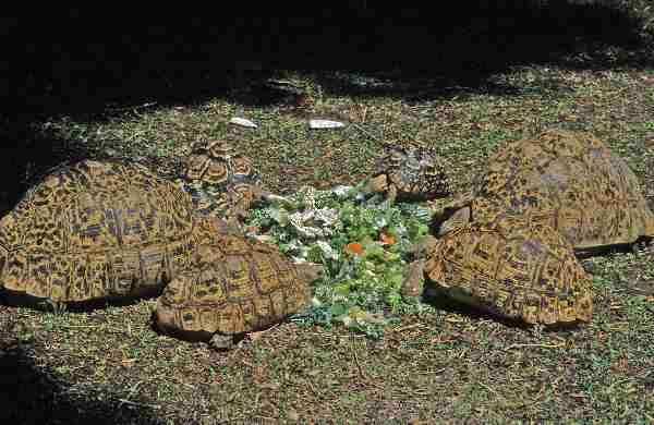 Fig. 2. Leopard tortoises feeding.