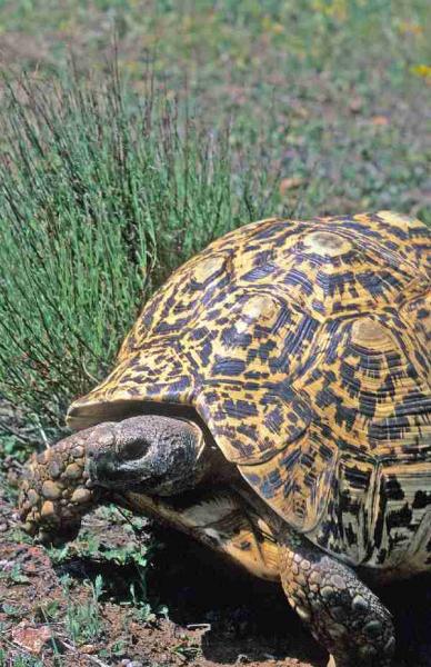 Fig. 3. Male leopard tortoise on the prowl.