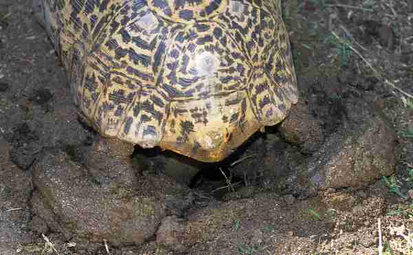 Fig. 5. Female leopard excavating her nest.