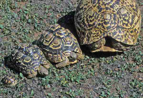 Fig. 9. A range of sizes: hatchling, 5 years, 10 years, adult leopard tortoise.