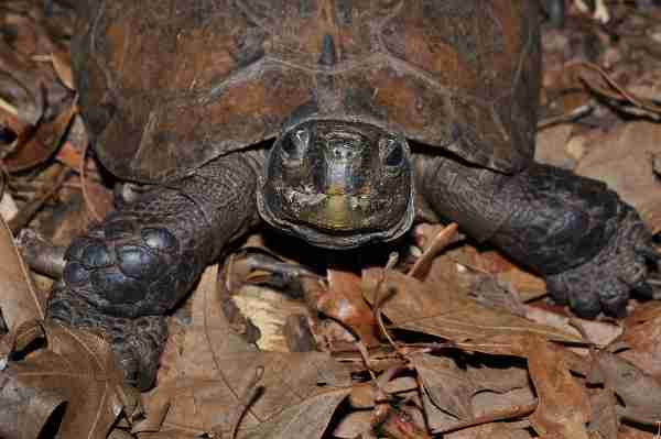 Fig. 5. Portrait of an Arakan forest turtle (Heosemys depressa). Photo by Roland Wirth.