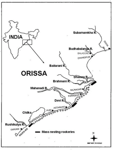 Fig. 1. Map of Orissa coast showing major rivers and olive ridley sea turtle mass nesting rookeries