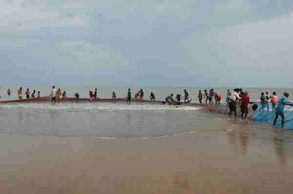 Fig. 2. Traditional shore seine fishing along the north-east coast of Orissa.