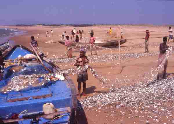 Fig. 4. Fishing practice along the southern Orissa coast with traditional craft using monofilament nets.