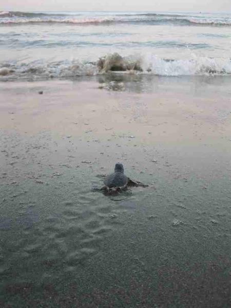 Fig. 9. Green hatchling released from a nest makes its way to the sea.