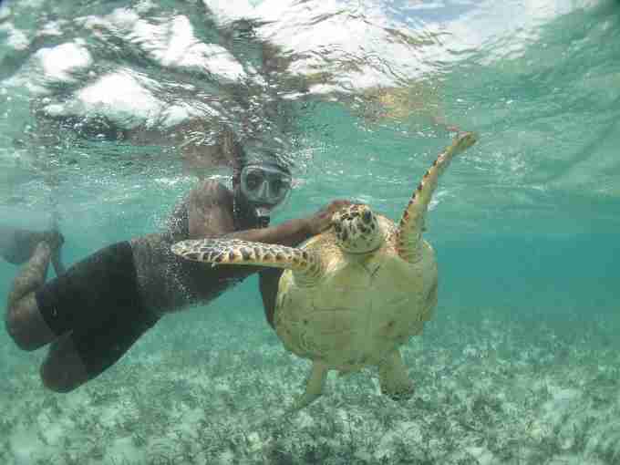 Fig. 4. Free-diver capturing a large juvenile hawksbill turtle (CCLmin=59.7cm) within the lagoon habitat. Fig. 4. Free-diver capturing a large juvenile hawksbill turtle (CCLmin=59.7cm) within the lagoon habitat.