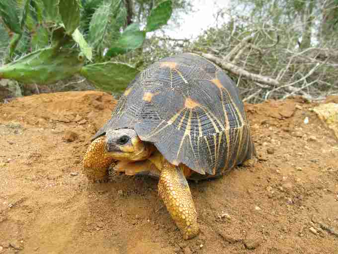 The radiated tortoise displays characteristic cream or yellow stripes radiating out from the centre of its scutes. The species attains a length of up to approximately 40cm straight carapace length.