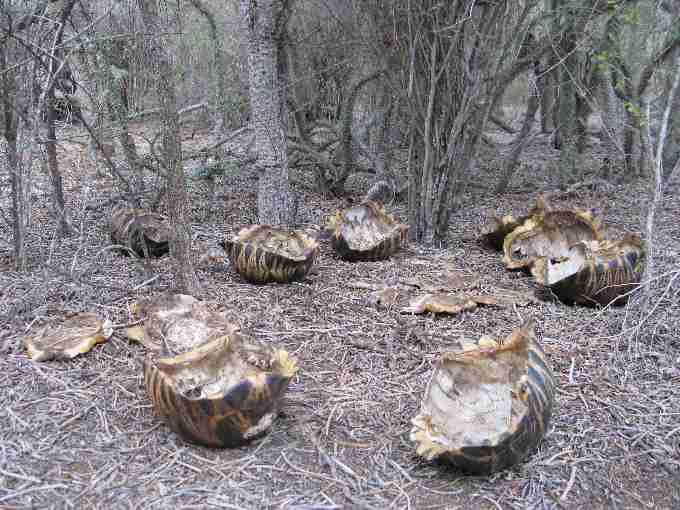 Fig. 4. (a) Radiated tortoise carcasses discarded where they were collected and slaughtered within the forests south of Androka. The tortoise meat has been taken by armed poachers to sell in the large towns of south-west Madagascar.