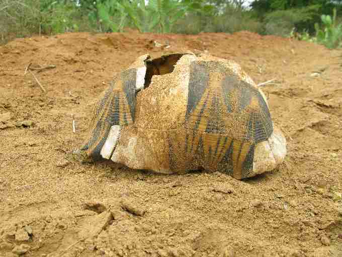 Fig. 4. (b) A discarded radiated tortoise carapace found at the side of the road, probably slaughtered and eaten opportunistically by the driver of a passing vehicle.