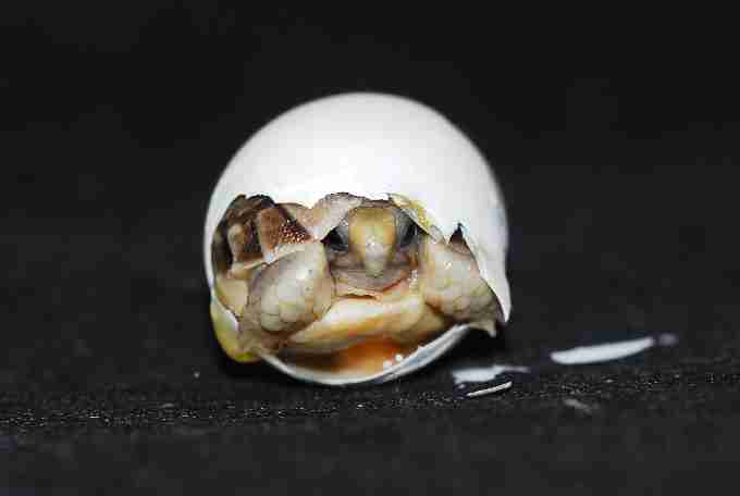Fig. 2. Egyptian tortoise Testudo kleinmanni (ESF category A) hatched by the author.